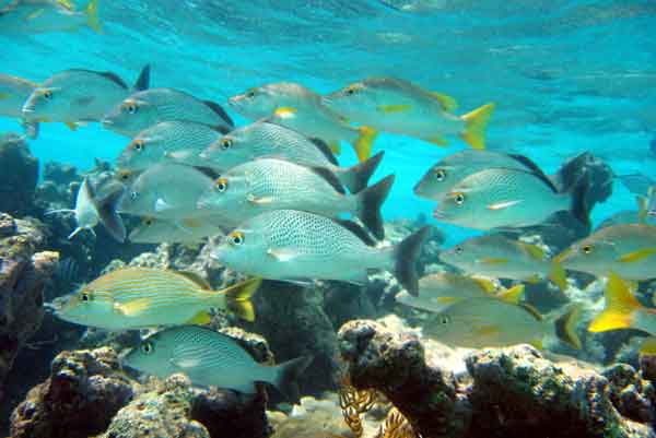 Naturaleza Morrocoy